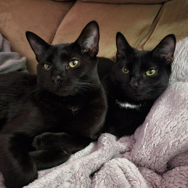 Charm and Beguile, my two black cats.